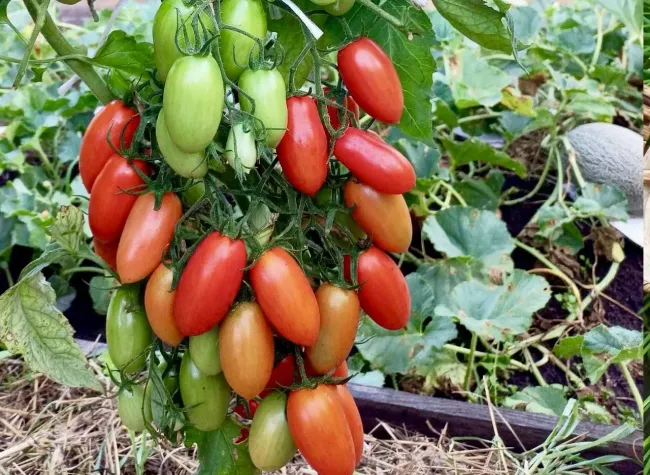 Защитите томаты от болезней с помощью одной таблетки триходермы