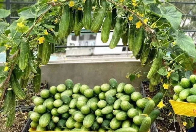 Пахомов день: когда сажать огурцы для максимального урожая