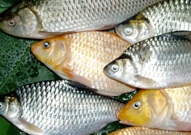 Ловля карася на картофельную насадку: простой рецепт для отличного улова