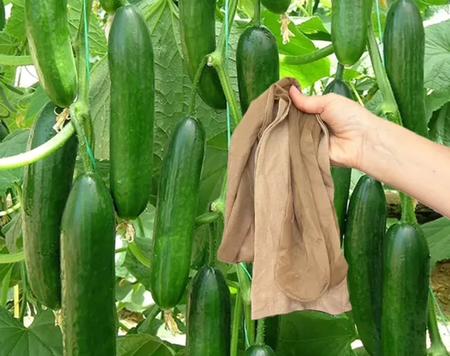 Посадка огурцов без стресса: как защитить корни и получить урожай на месяц раньше