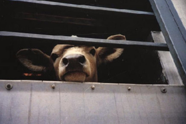 Из Саратовской в Пензенскую область пытались вывезти 40 коров без необходимых документов