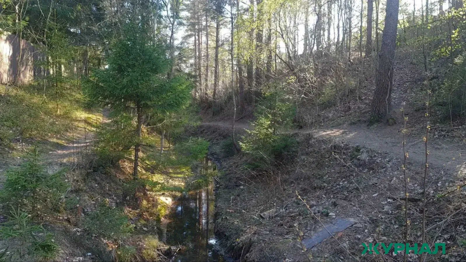 В Саратовской области продолжается весенняя посадка леса