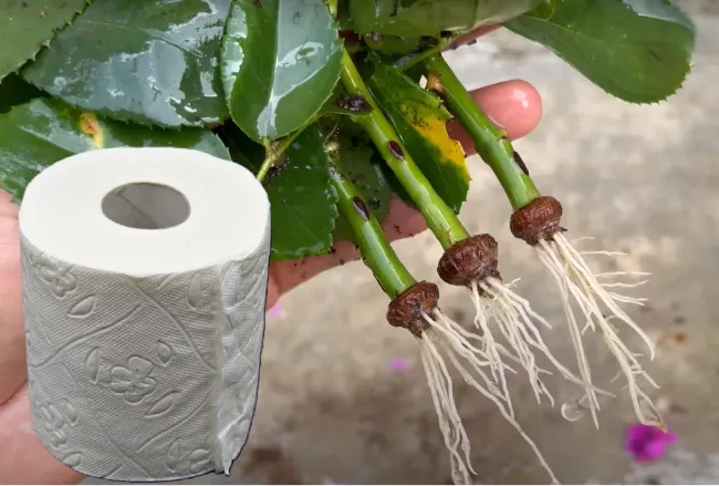Как укоренить сложные черенки роз за 2 недели с помощью туалетной бумаги и золы