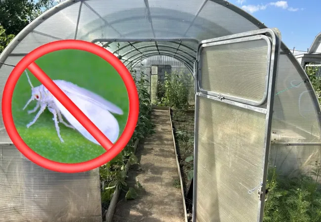 Эффективная борьба с белокрылкой: чеснок и зола для защиты растений