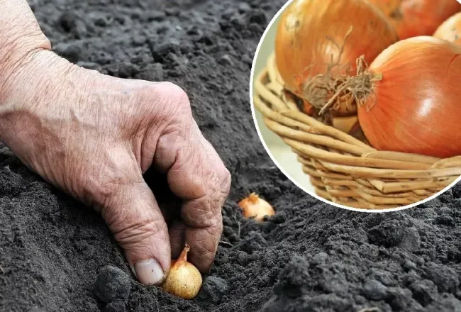 Как правильно высаживать лук-севок для крупного урожая: советы агронома Петра Ломоносова