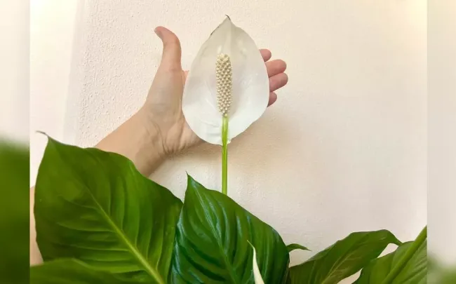 Как добиться пышного цветения спатифиллума: секреты удобрения и ухода