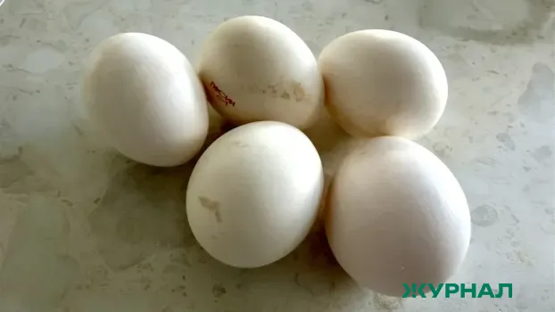 Вячеслав Володин призвал власти решить проблемы с закрытыми птицефабриками в Саратовской области