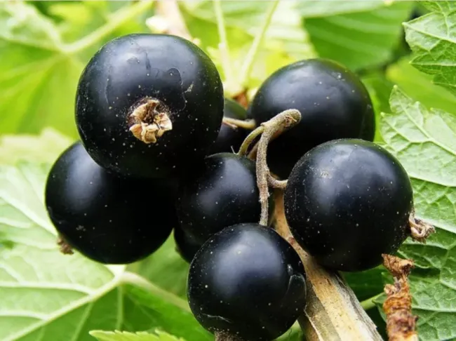 Эффективная защита смородины: как использовать железный купорос для здоровья ягод