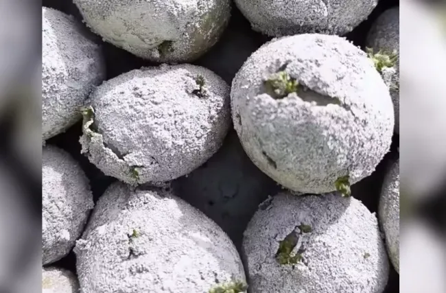 Гипс для картофеля: как повысить урожайность и защитить от болезней