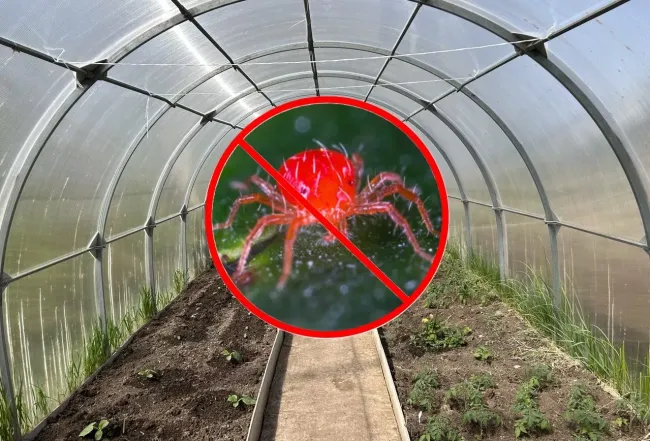 Как вырастить баклажан для защиты теплицы от паутинного клеща