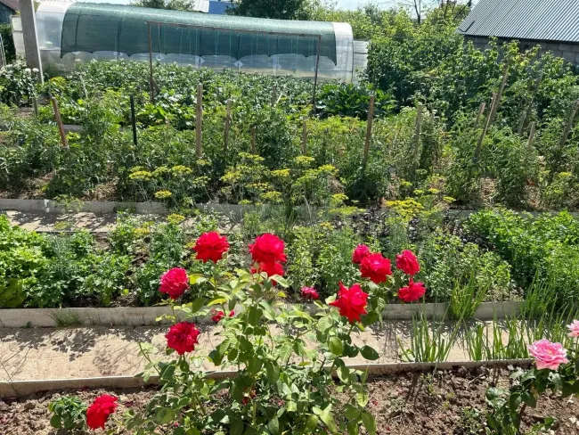 Ежевика вместо малины: как вырастить 20 кг ягод без лишних хлопот