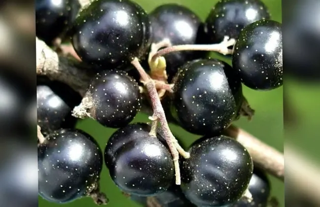 Простой способ привлечь пчел к смородине для обильного урожая ягод