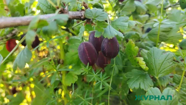 Защитите смородину и крыжовник: натуральная смесь из 2 ингредиентов для борьбы с вредителями