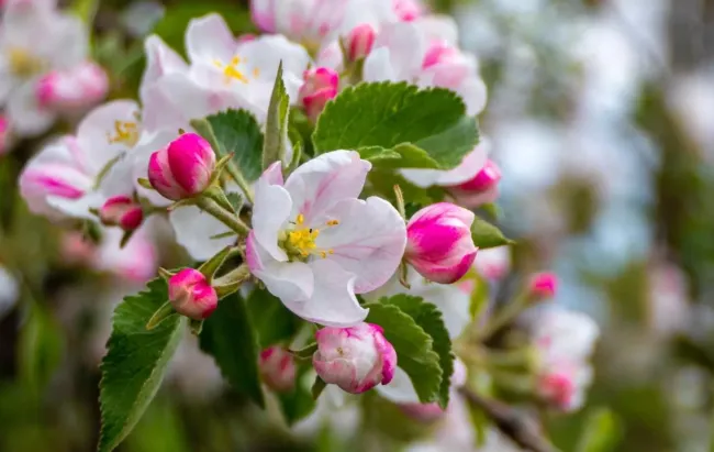 Как правильно подкормить яблони и груши весной для богатого урожая