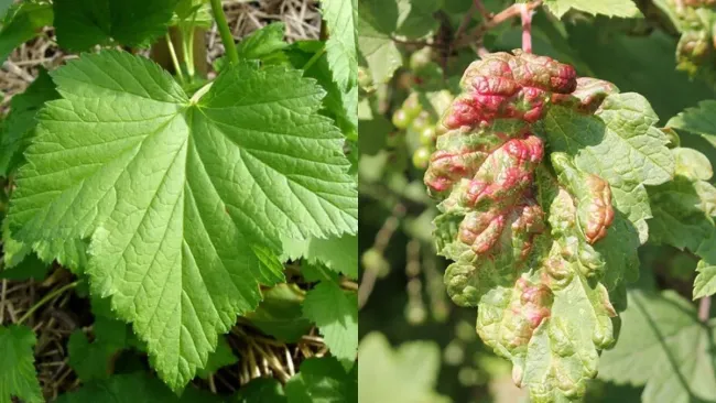 Эффективная борьба с галловой тлей: народное средство из цитрусовых корок