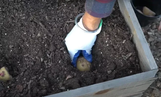 Горох в картофельной лунке: как получить крупный урожай и защитить клубни от вредителей