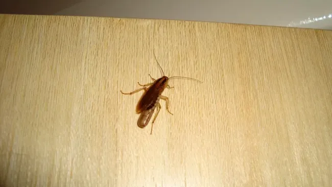 Эффективная приманка для тараканов: 2 простых ингредиента и 100% результат