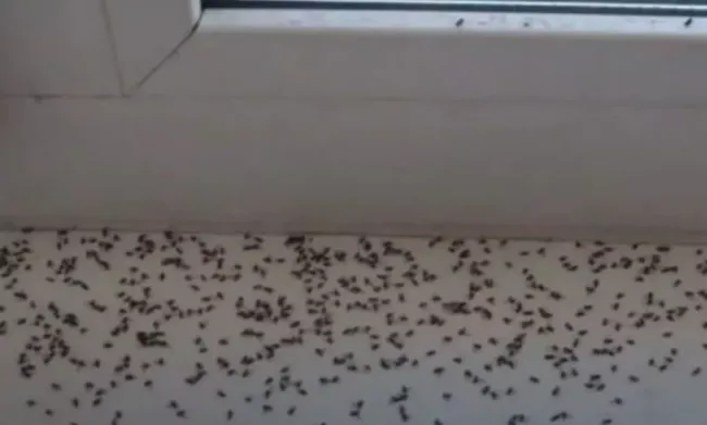 Сосновые веточки против мошек: простой способ избавиться от насекомых за пару дней