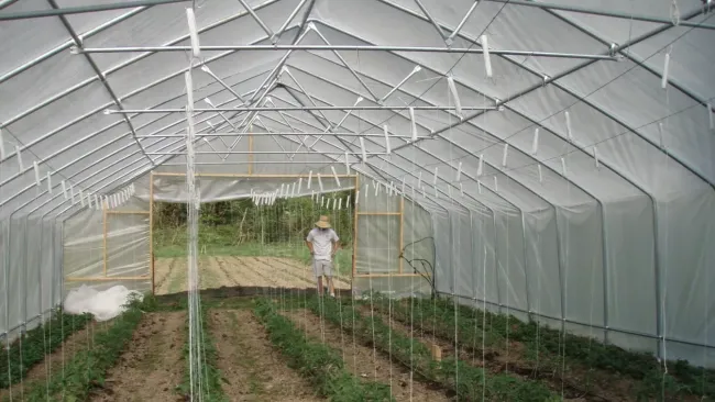 ПЭТ-лист для теплицы: как выбрать и чем он лучше поликарбоната