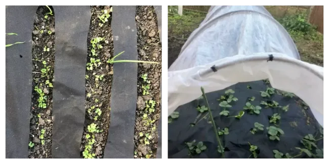 Соберите урожай овощей быстрее с методом Фукудо Томико в теплице