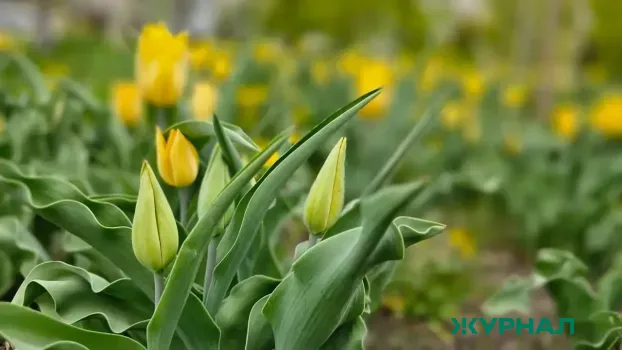 В Саратовской области зацвели редкие дикие тюльпаны Геснера