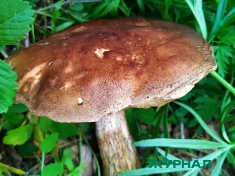 Сморчки заполнили леса: в Саратовской области стартовал грибной сезон