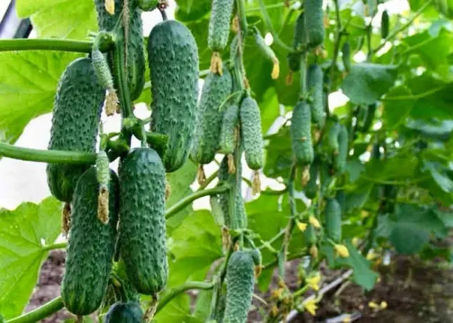 Посадка огурцов на Ивана Долгого: как выбрать день для богатого урожая