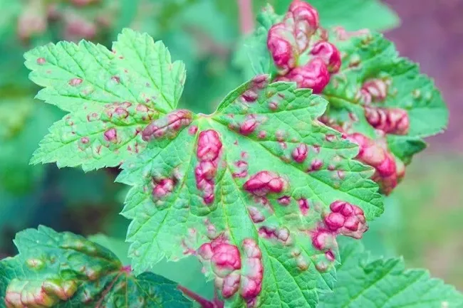 Избавьтесь от галловой тли на смородине: простой отвар из 4 ингредиентов