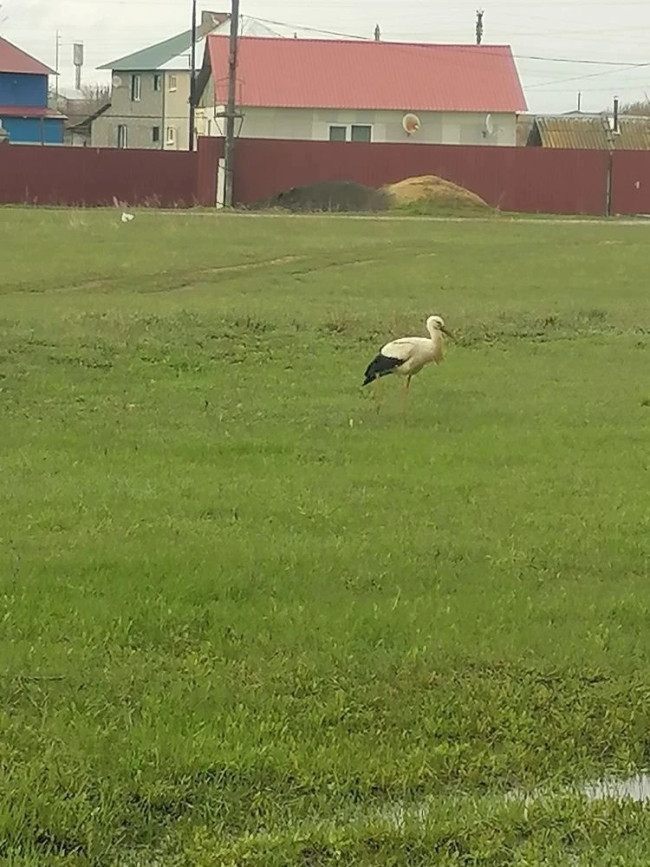 В Пригородном заметили белого аиста, занесенного в Красную Книгу области