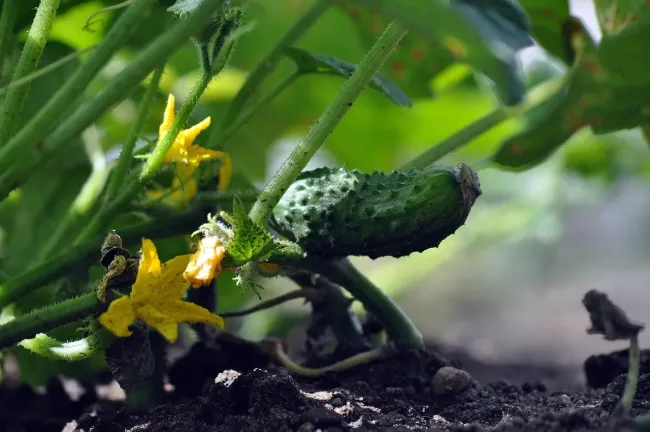 Правильное размещение огурцов в теплице: как добиться максимального урожая