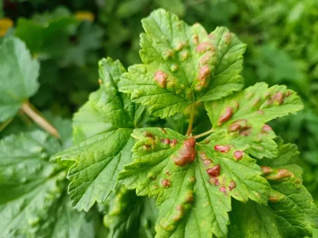Как избавиться от галловой тли на смородине: три простых этапа с натуральными средствами