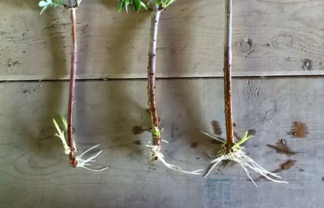 Как правильно развести корневин для укоренения черенков: секреты опытного дачника