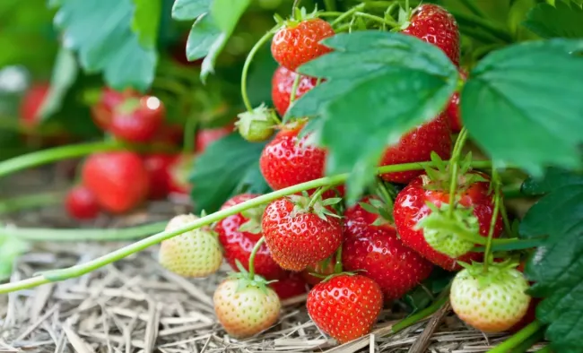 Как правильно поливать клубнику для богатого урожая и вкусных ягод