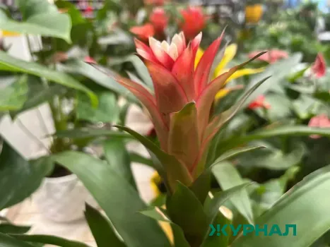 В Саратовской области издана Красная книга флоры и фауны региона