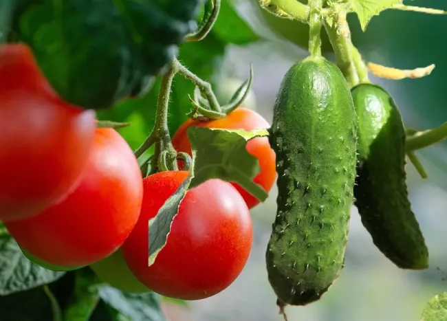 Когда сажать огурцы и помидоры: секреты удачного урожая по народным приметам