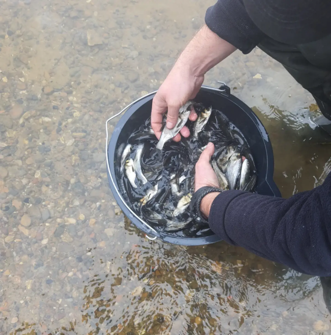 В Саратовской области выпустили первую партию растительноядных рыб в Волгу