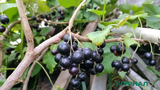 Подкормка смородины весной: как получить богатый урожай ягод с помощью азота