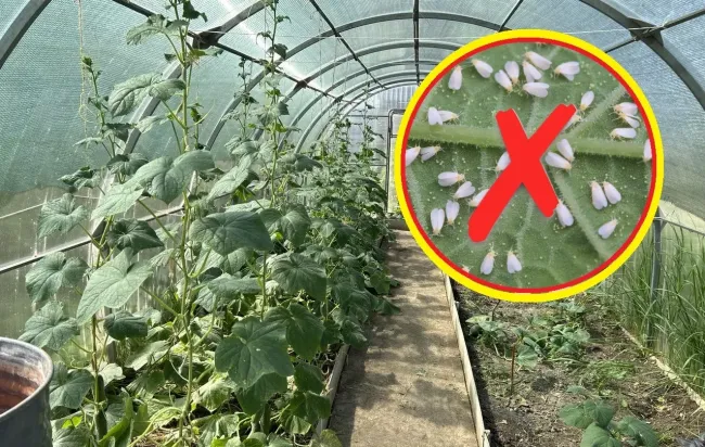 Эффективная ловушка для белокрылки: как защитить теплицу с помощью желтых дощечек