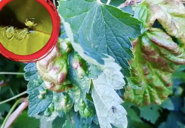 Эффективный натуральный инсектицид от галловой тли: просто и быстро