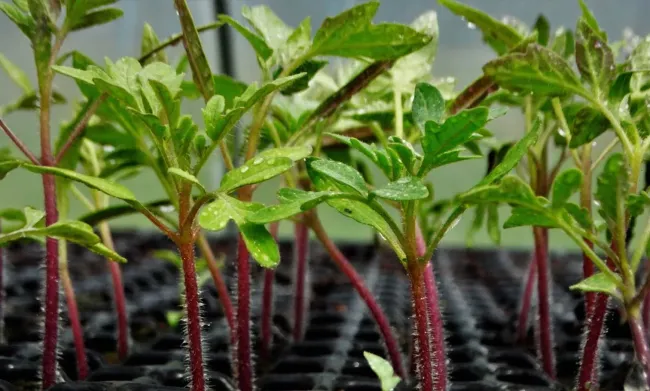 Витаминный раствор для крепкой рассады: как аскорбинка спасает от вытягивания