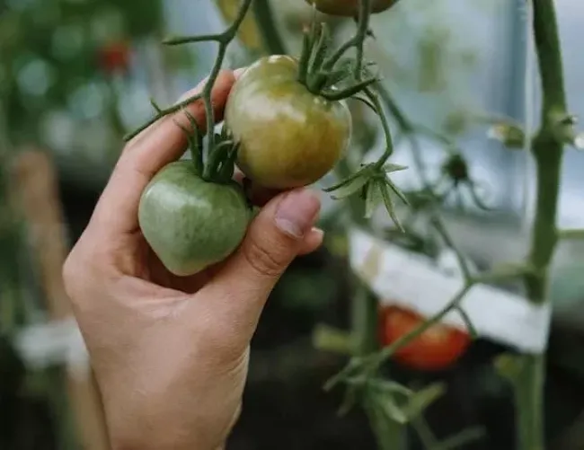 Защита томатов от фитофторы: как кресс-салат поможет сохранить урожай