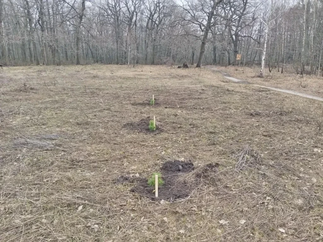 На Кумысной поляне в Саратове впервые высадили кедр