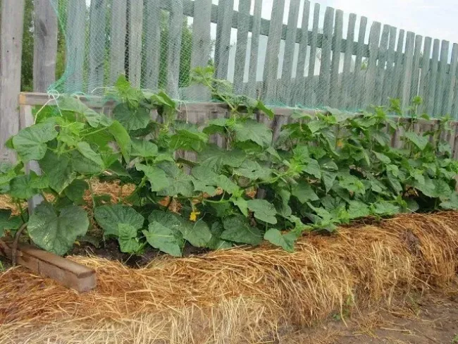 Теплая грядка из навоза: как ускорить урожай огурцов и создать идеальный микроклимат