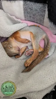 Волонтеры обеспокоены судьбой второго бельчонка, найденного в Саратове