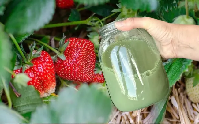 Настой из крапивы для клубники: как получить сладкие ягоды без химии
