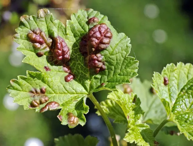 Эффективная борьба с галловой тлей: нашатырь и мыло для защиты смородины