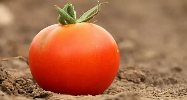 Эффективная защита помидоров от фитофтороза: как посадить базилик и чеснок