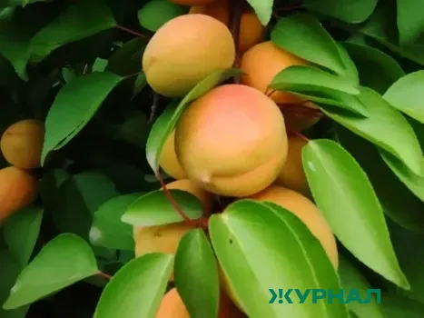 В Балакове врачи удалили косточку абрикоса из кишечника 72-летней женщины