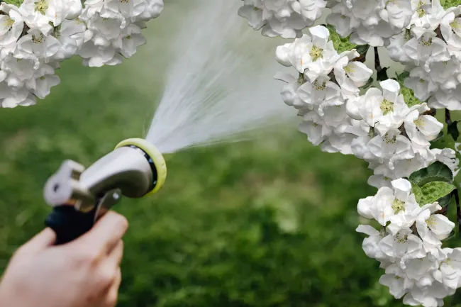 Защитите цветущие деревья: простой состав для опрыскивания от холодов