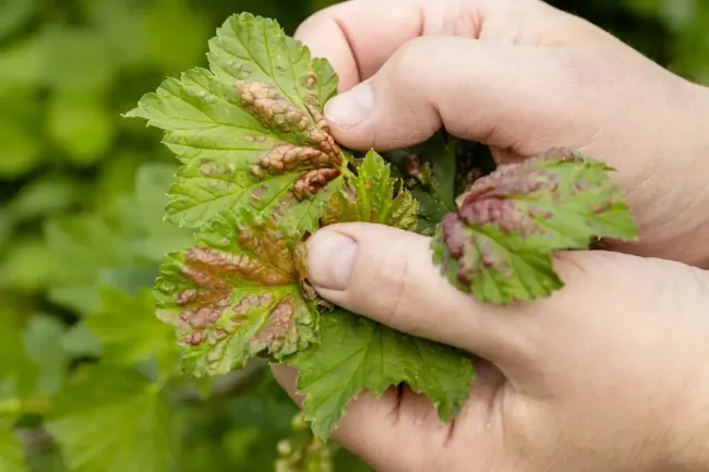 Эффективное опрыскивание смородины и крыжовника против красногалловой тли с помощью соды